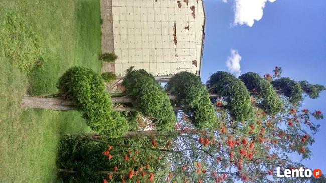 Artystyczne cięcie krzewów oraz Żywopłotów