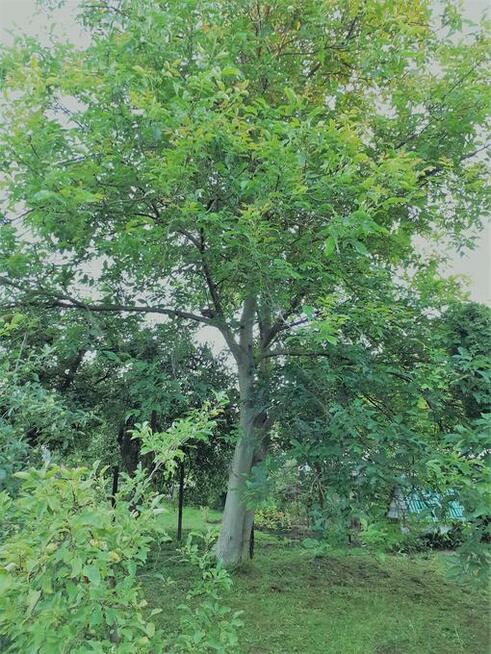 Sprzedam działka ogrodowa rekreacyjna ROD Dębowa