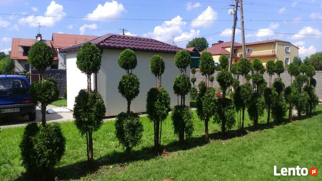 Artystyczne cięcie krzewów oraz Żywopłotów