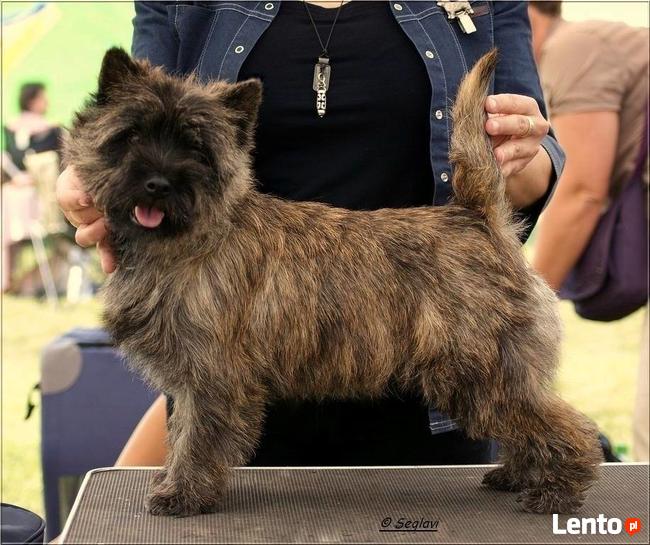 Cairn Terrier - rodowodowe (ZKwP/FCI) szczenięta.