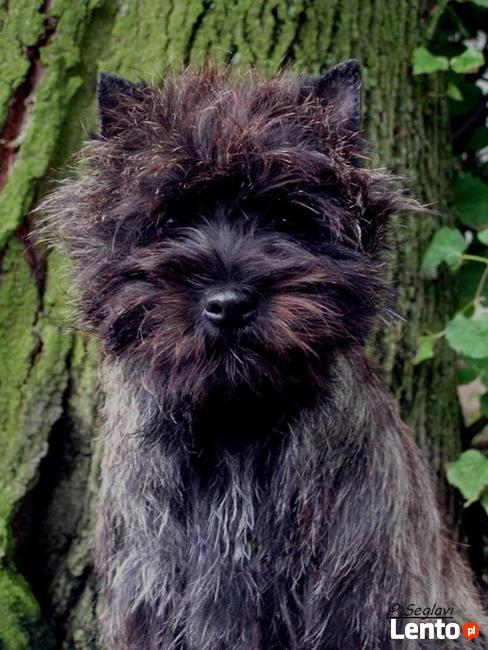 Cairn Terrier - rodowodowe (ZKwP/FCI) szczenięta.