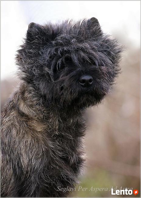 Cairn Terrier - rodowodowe (ZKwP/FCI) szczenięta.