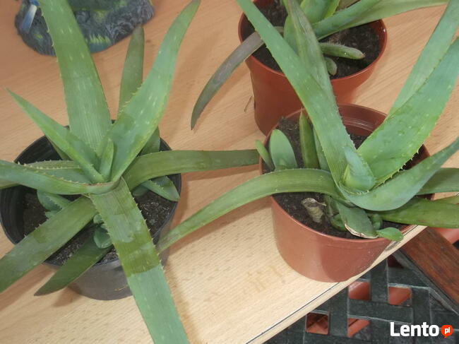 ALOES LECZNICZY Aloe vera sadzonka