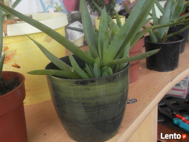 ALOES LECZNICZY Aloe vera sadzonka