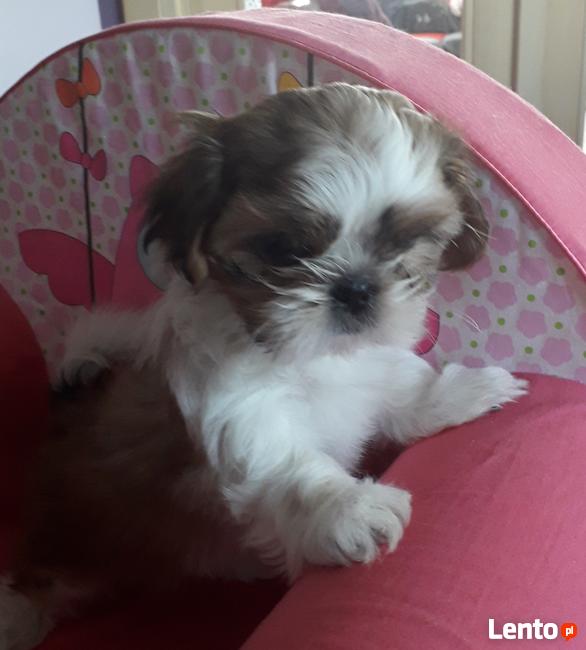 Sprzedam szzczeniaka shih tzu