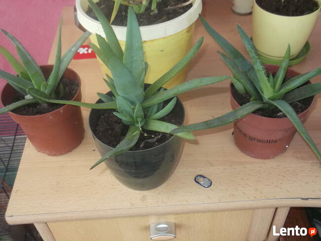 ALOES LECZNICZY Aloe vera sadzonka