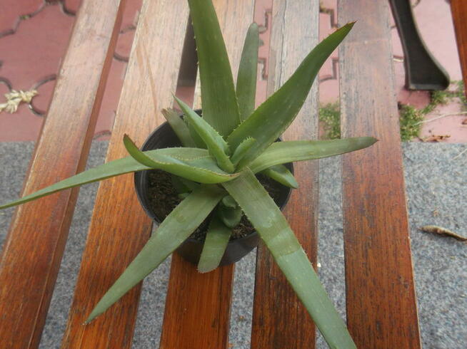ALOES LECZNICZY Aloe vera sadzonka