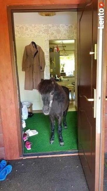 Stajnia, wolnowybiegowa pensjonat koni emerytów 55km odwaw