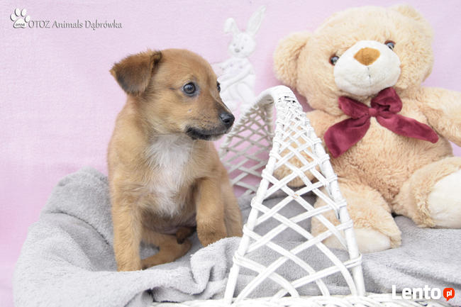 OTOZ Animals Dąbrówka - Kto pokocha Małą Mi ?