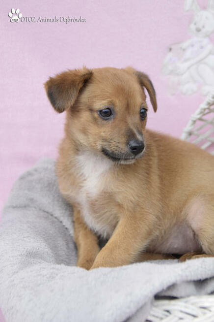 OTOZ Animals Dąbrówka - Kto pokocha Małą Mi ?