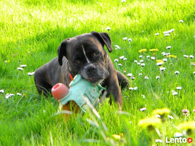 Strzyżenie psów Wieliczka. Salon Urody Psiej. Psi fryzjer