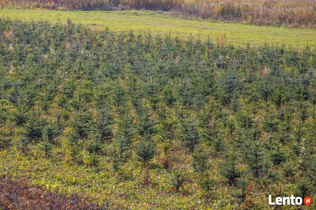 Świerki sprzedam