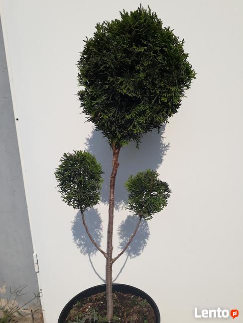 Iglaki szczepione.Bonsai ogrodowe
