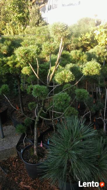 Iglaki szczepione.Bonsai ogrodowe