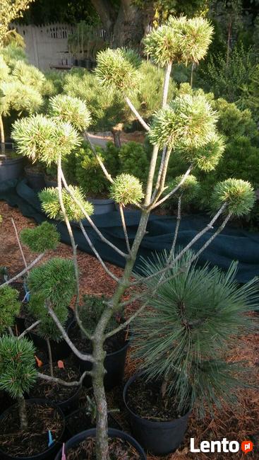 Iglaki szczepione.Bonsai ogrodowe
