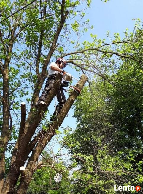 Pielęgnacja ogrodów-wycinka drzew