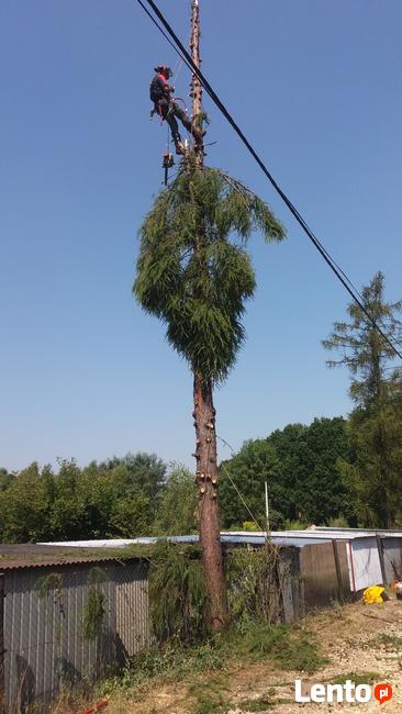 Pielęgnacja ogrodów-wycinka drzew