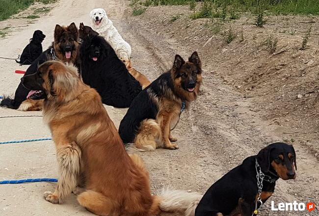 Szkolenie psów Kielce www.szkoleniepsowkielce.eu