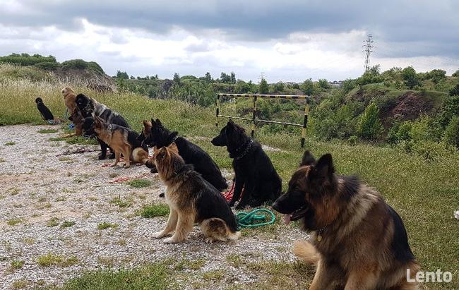 Szkolenie psów Kielce www.szkoleniepsowkielce.eu
