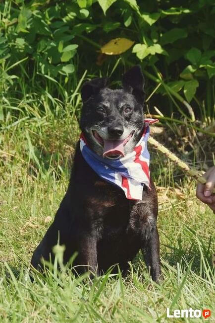 8-letni Bambo marzy o domu! Uwielbia ludzi! Adoptuj!