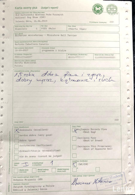 Reproduktor Bulterier Miniaturowy/ krycie FCI