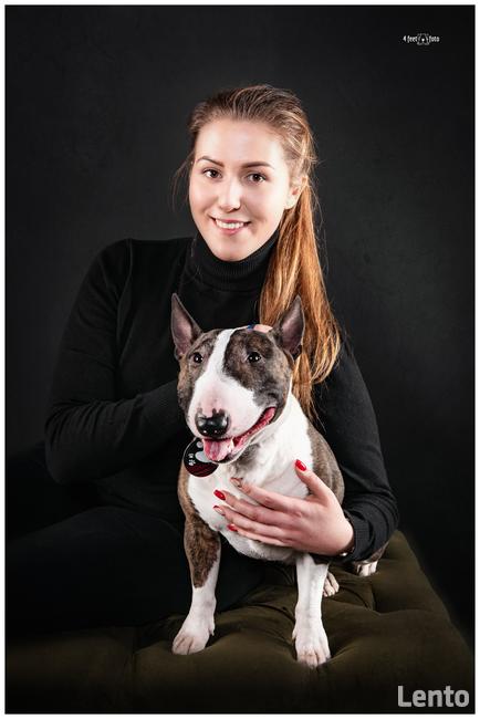 Reproduktor Bulterier Miniaturowy/ krycie FCI