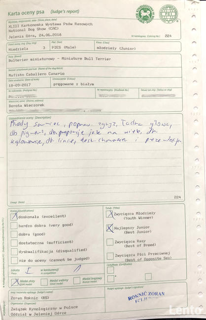 Reproduktor Bulterier Miniaturowy/ krycie FCI