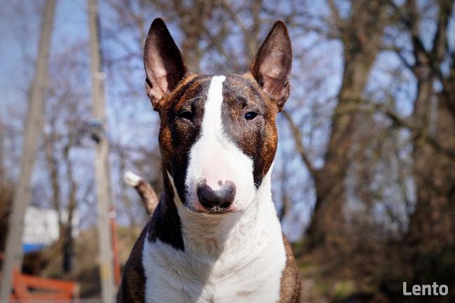 Reproduktor Bulterier Miniaturowy/ krycie FCI