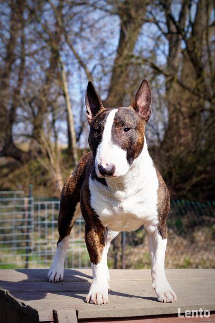 Reproduktor Bulterier Miniaturowy/ krycie FCI