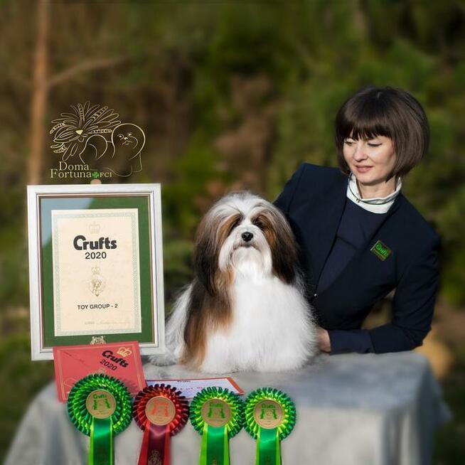 Hawańczyk Szczenięta Hodowla Psów Tomasz Dobroczek opinie