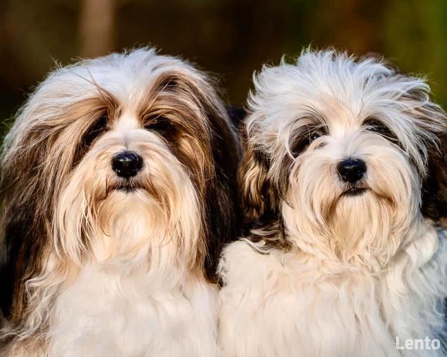 Hawańczyk Szczenięta Hodowla Psów Tomasz Dobroczek opinie