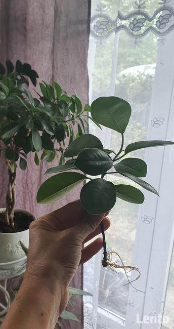 ROŚLINY zaszczepki i większe