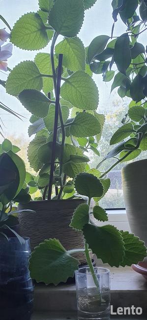 ROŚLINY zaszczepki i większe