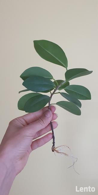 ROŚLINY zaszczepki i większe