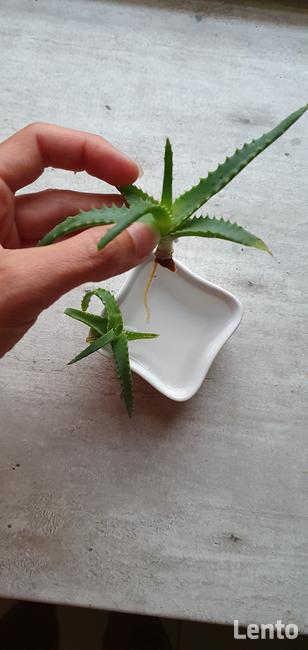 ROŚLINY zaszczepki i większe