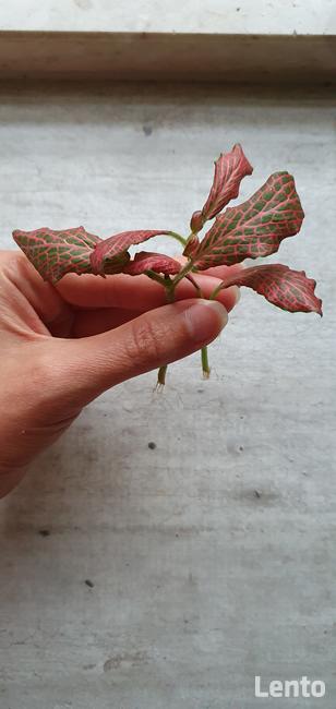 ROŚLINY zaszczepki i większe