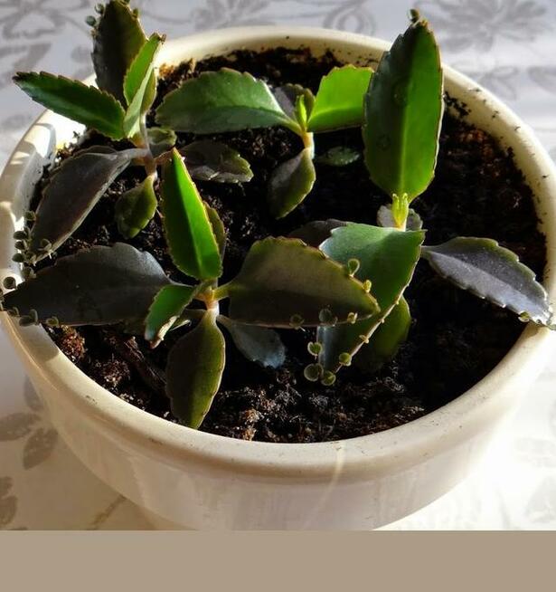 ROŚLINY zaszczepki i większe