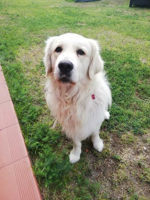 Krycie Golden Retriever