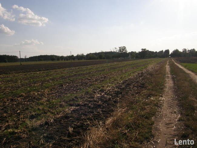 Sprzedam grunt rolny Nieborza k/ Siedlec Wolsztyn