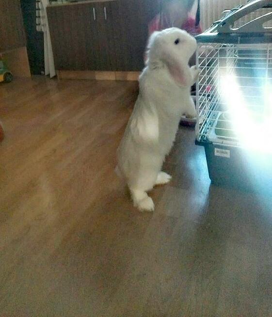 OPIEKA DLA ZWIERZĄT ŁÓDŹ całodobowa