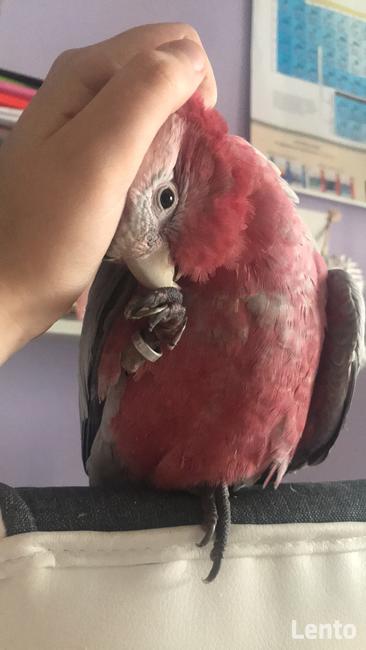 Sprzedam papugę kakadu różową