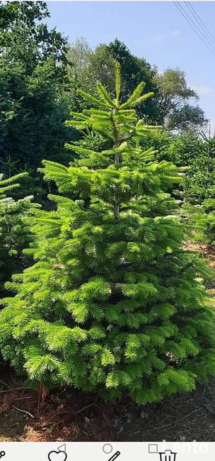 Plantacja Choinek jodła świerk pospolity srebrny.FORMOWANE