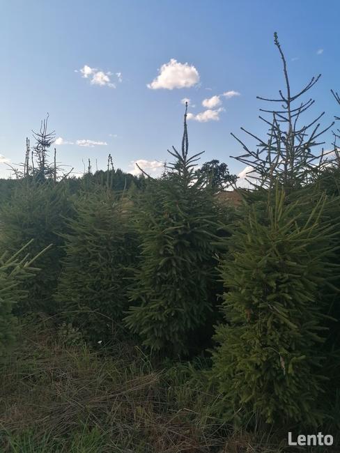 Plantacja Choinek jodła świerk pospolity srebrny.FORMOWANE