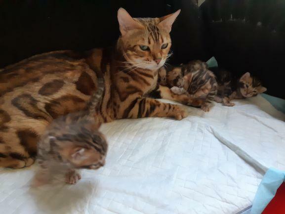 Bengalski kot - są kocięta Hodowla Felicity Cats*PL