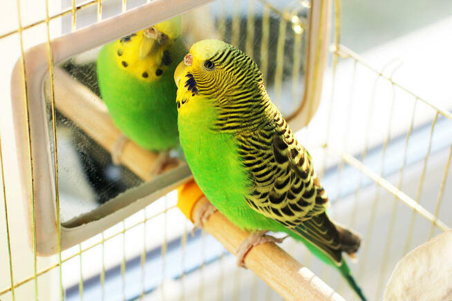 OPIEKA DLA ZWIERZĄT ŁÓDŹ całodobowa