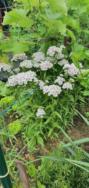 Noclegi w domkach holenderskie w Kobylej Górze
