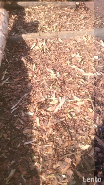 Trociny z dmuchawy sprzedam