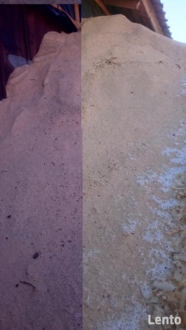 Trociny z dmuchawy sprzedam