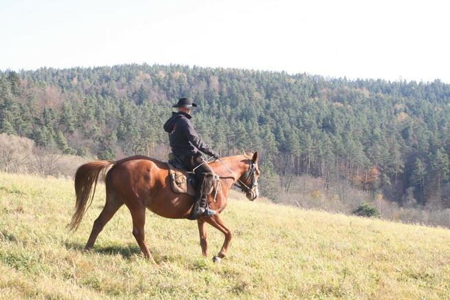 Ropuszy Dwór - Bieszczady Żerdenka - Noclegi, Konie - Jazdy