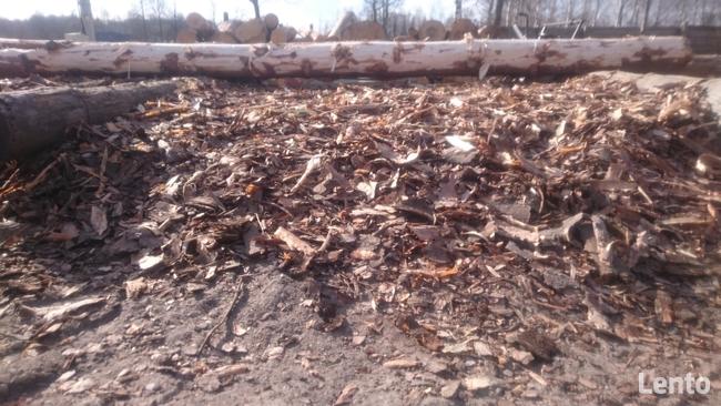 Trociny z dmuchawy sprzedam